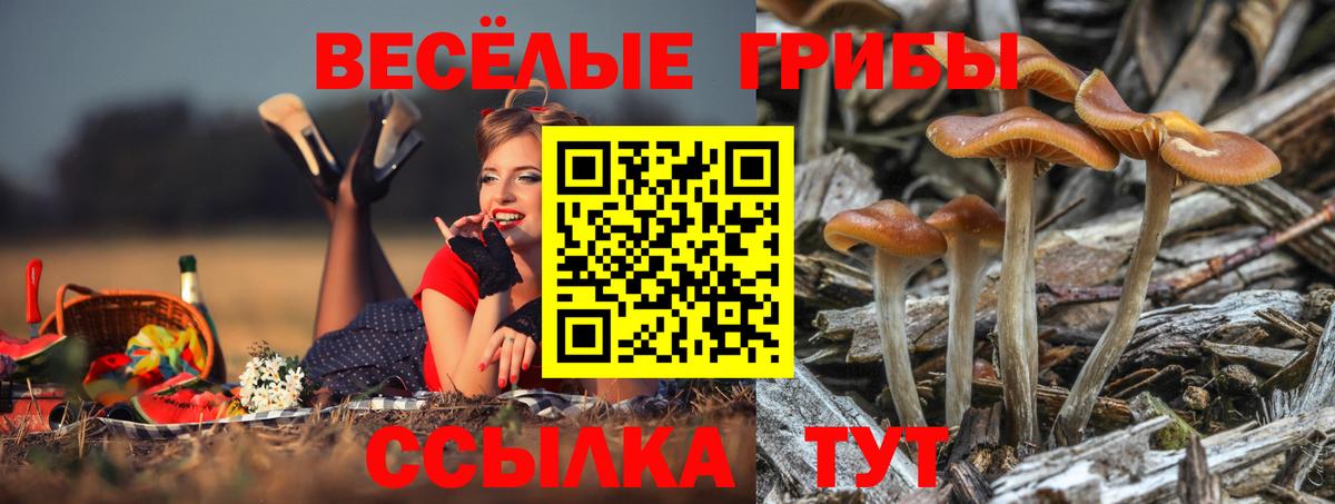 Псилоцибиновые грибы мицелий  Вход с VPN  Псилоцибиновые грибы ЛСД  Ртищево 